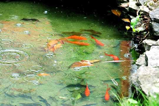 水池里的红鲤鱼