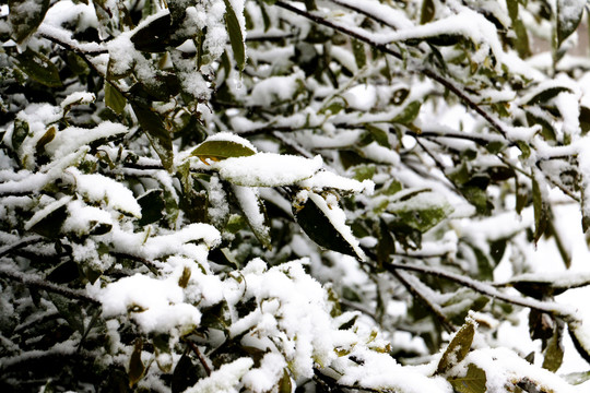 雪中栀子花树