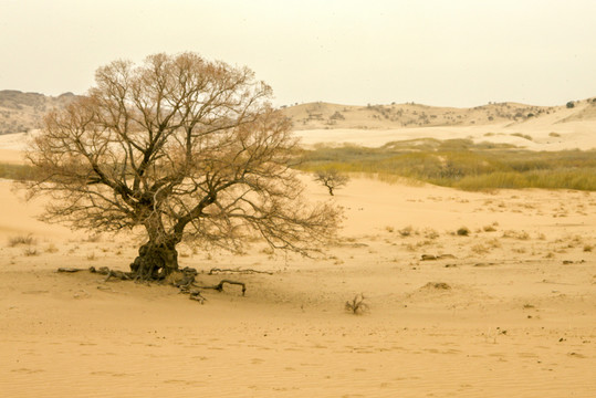 科尔沁沙漠
