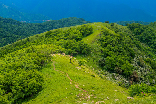 高山草甸