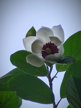 木兰花开