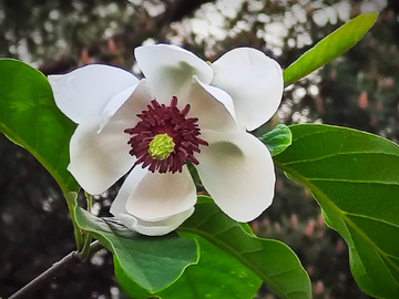 木兰花开