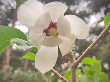 木兰花开