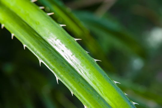 露兜草