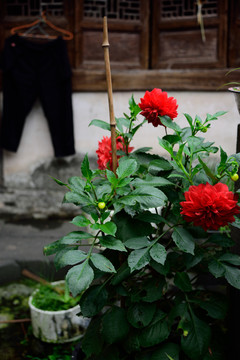 庭院大丽花