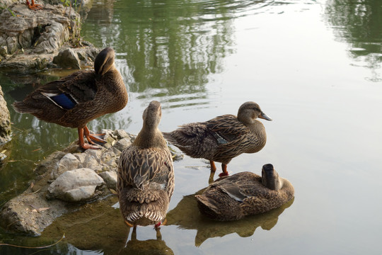 景观鸭子观赏鸭子池塘湖水鸭子