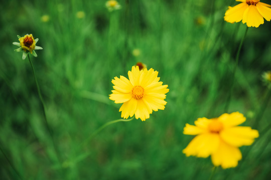 金鸡菊