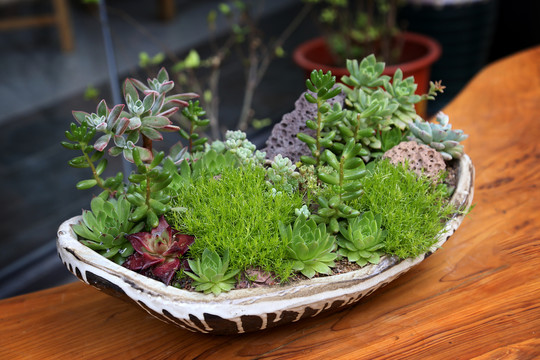 多肉植物