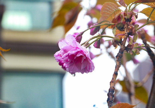 雨后的樱花