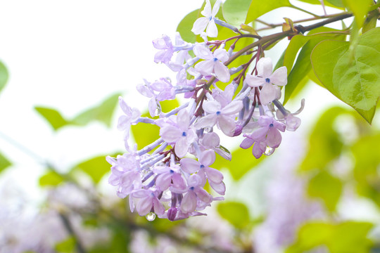 雨后小花