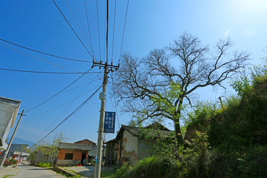 西桥村大树K