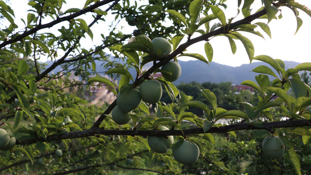 李子树