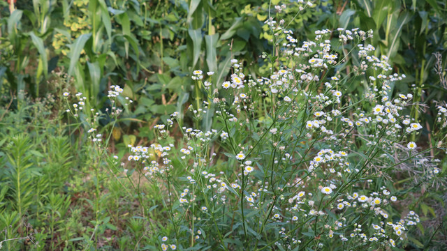 小野菊花