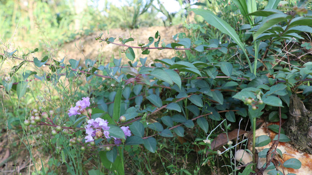 山里野花