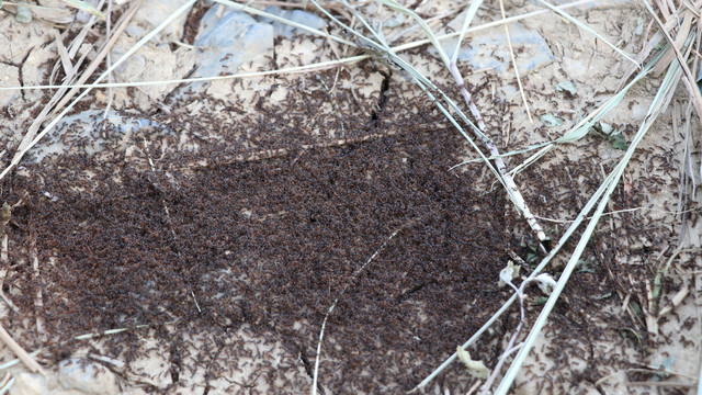 草丛中的蚂蚁窝