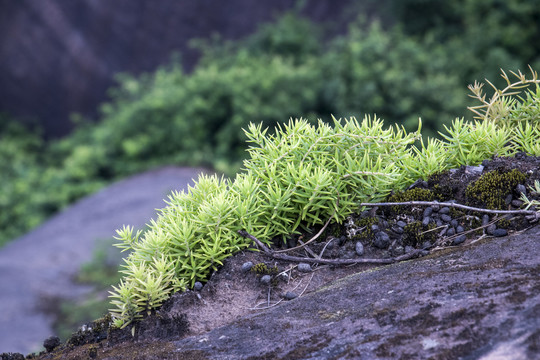 山青苔