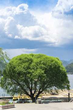 天空下的一个大树