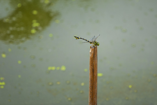 荷塘里栖息的蜻蜓