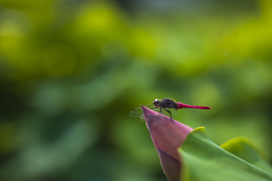 栖息在花蕾上的红蜻蜓