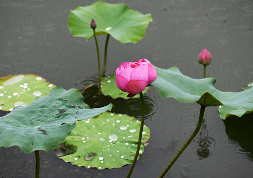 雨中的荷花