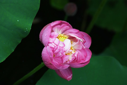 雨中的荷花