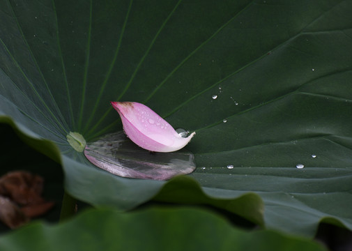 雨中的荷花