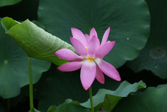 雨中的荷花