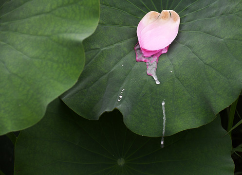 雨中的荷花