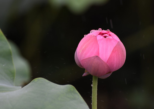 雨中的荷花