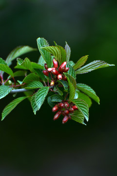 香荚蒾果