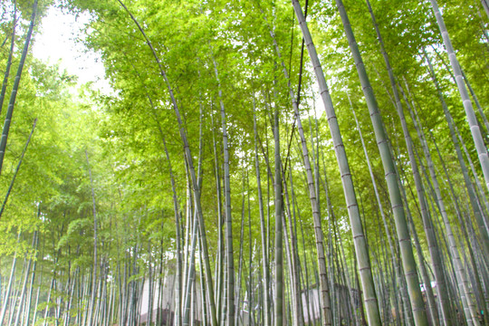 茶山竹海