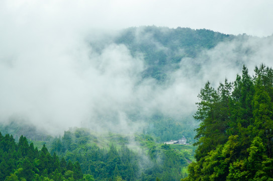 重庆茶山竹海