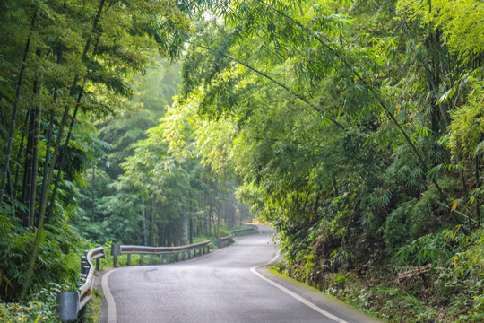 茶山竹海