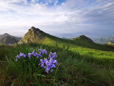 高山兰花