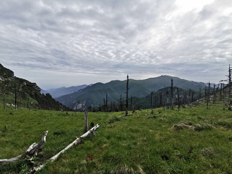 高山草甸