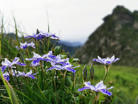 秦岭兰花