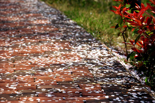 小路上散落的樱花瓣