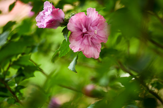 木槿花沙漠玫瑰