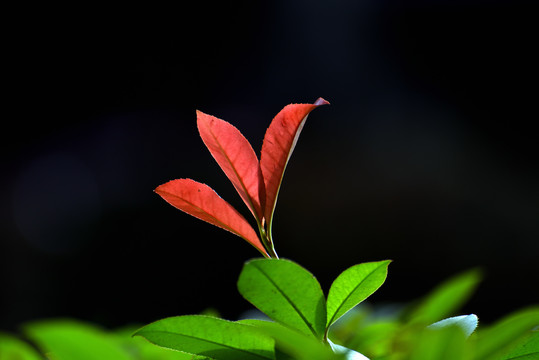 球花石楠红色叶子