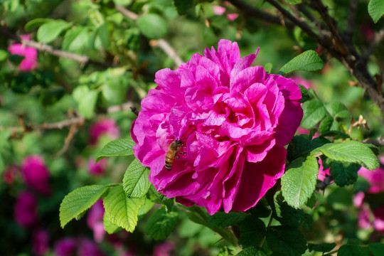 蜜蜂采玫瑰花蜜