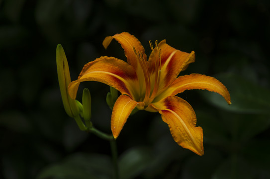 忘忧草萱草鲜花壁纸