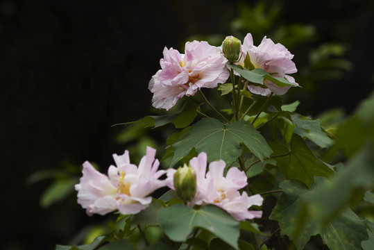 芙蓉花