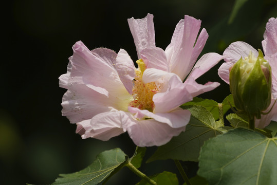 芙蓉花