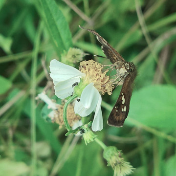 蝶恋花