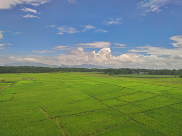 蓝天白云田野稻田夏天纯净背景