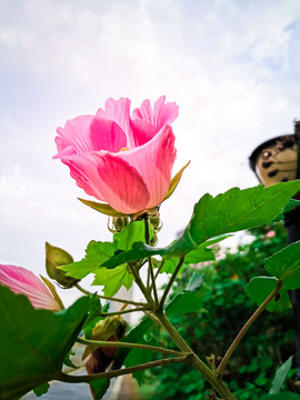 绽放的木芙蓉