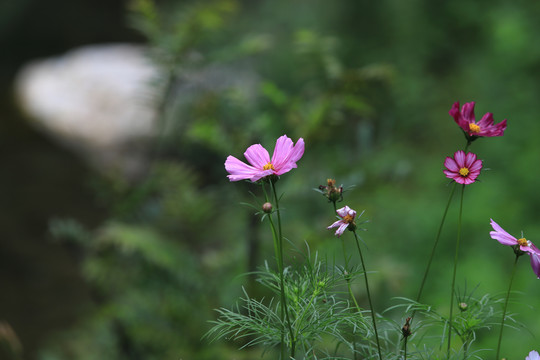 格桑花