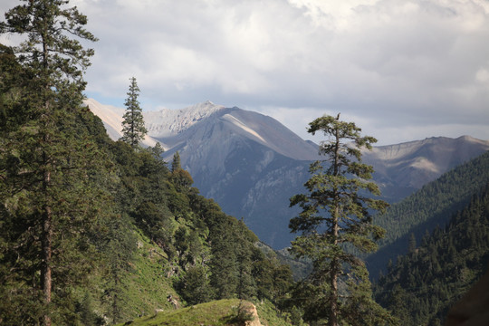 树木远山