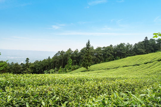 茶山茶园