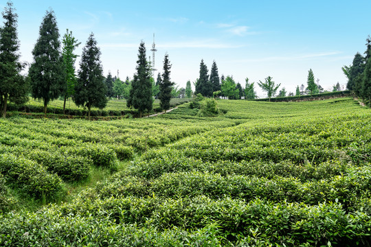 茶山茶园